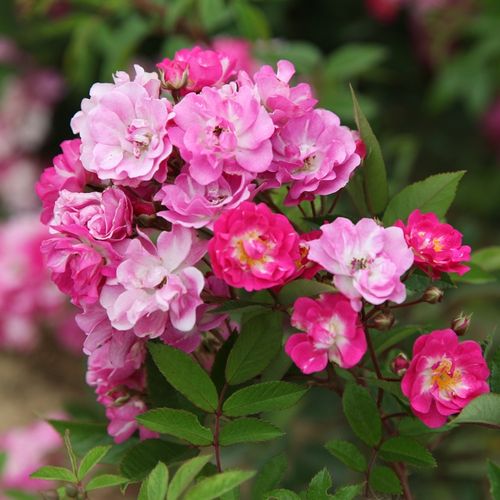Diszkrét illatú rózsa - Rózsa - Petra's Perpetual - Online rózsa vásárlás